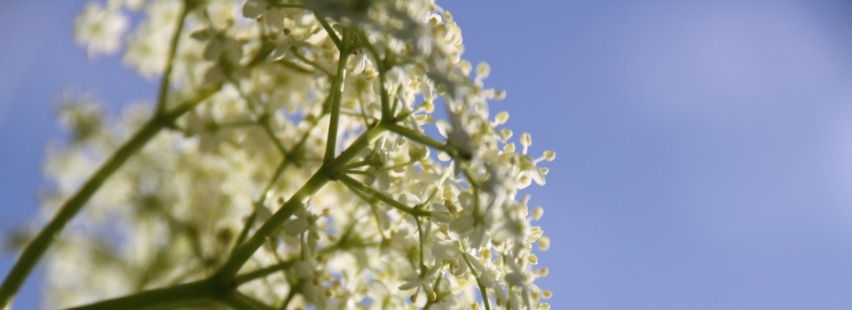 Praktijk voor Natuurlijke Gezondheid